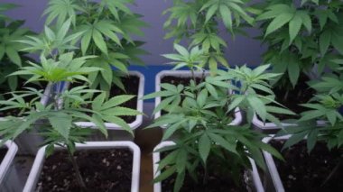 Cannabis plant in curative cannabis weed farm for medical cannabis product . The indoor agriculture farm provide high quality medicinal cannabis production for health care and medicine uses .