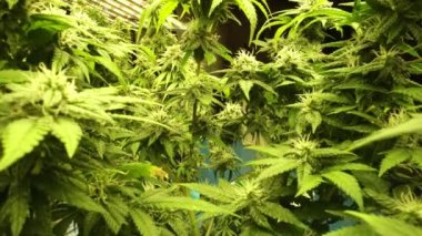 Tıbbi kenevir ürünleri için kenevir tarlasında esrar bitkisi. Kapalı tarım çiftliği, sağlık ve ilaç kullanımları için yüksek kaliteli tıbbi esrar üretimi sunmaktadır. .