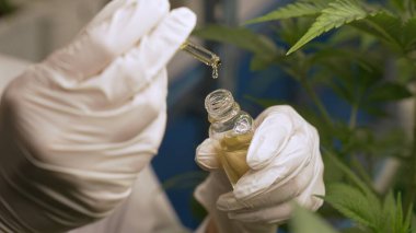 Bilim adamı kapalı alandaki kenevir çiftliğinde CBD kenevir yağı ürünü test etti. Kenevir yağı, çiftlikteki organik kenevirden doğal cbd özütü içerir. .