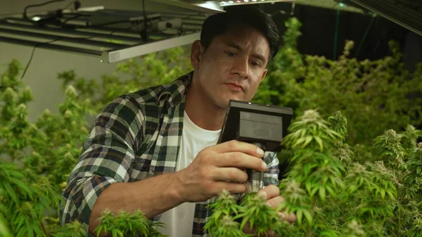 Cannabis Farmer Use Microscope Analyze Cbd Curative Cannabis Farm Harvesting — Stok fotoğraf