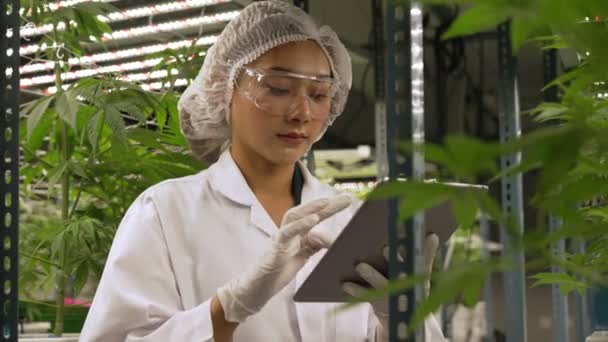 Gli Scienziati Testano Prodotto Base Cannabis Una Fattoria Cannabis Indoor — Video Stock