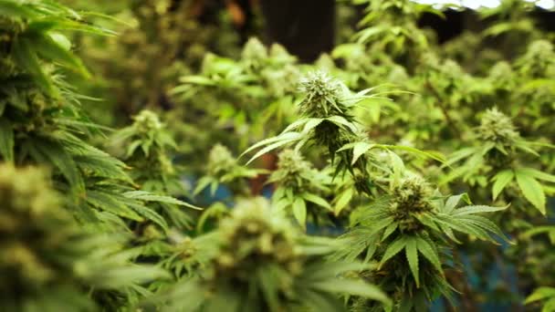 Cannabis Plant Curative Cannabis Weed Farm Medical Cannabis Product Indoor — ストック動画