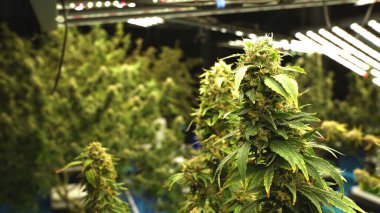 Tıbbi kenevir ürünleri için kenevir tarlasında esrar bitkisi. Kapalı tarım çiftliği, sağlık ve ilaç kullanımları için yüksek kaliteli tıbbi esrar üretimi sunmaktadır. .