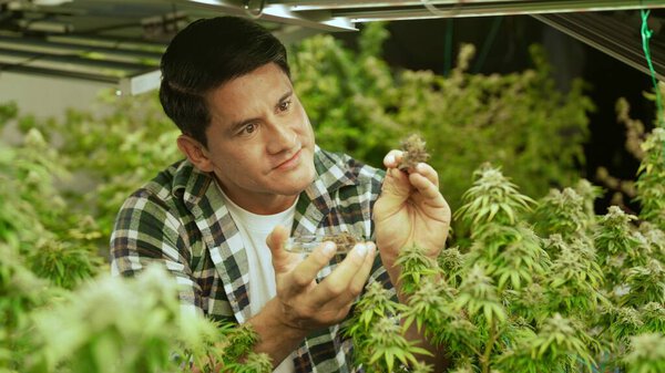 Фермер марихуаны проверяет почки марихуаны на целебной ферме марихуаны перед сбором урожая для производства продуктов марихуаны