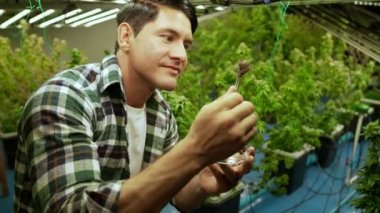 Marihuana çiftçisi marihuana tomurcuklarını marihuana ürünleri üretmeden önce tedavi edici marihuana çiftliğinde test eder.