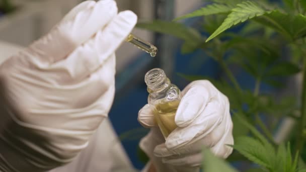 Scientist Test Cbd Hemp Oil Product Curative Indoor Hemp Farm — Video