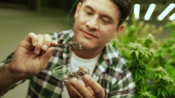 Marijuana Farmer Tests Marijuana Buds Curative Marijuana Farm Harvesting Produce — Vídeo de stock