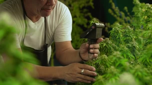 Cannabis Farmer Use Microscope Analyze Cbd Curative Cannabis Farm Harvesting — Αρχείο Βίντεο