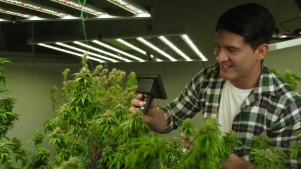 Cannabis Farmer Use Microscope Analyze Cbd Curative Cannabis Farm Harvesting — Video Stock
