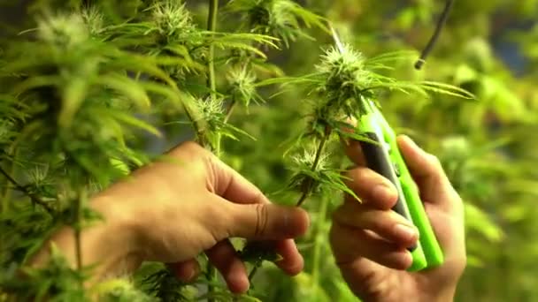 Cannabis Farmer Cutting Cannabis Plant Curative Indoor Cannabis Farm Production — Stock video