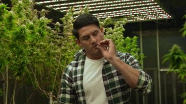 Marihuana tarlasında esrar tüttüren bir çiftçi kendi marihuana kalitesini test etmek ya da dinlenmek için marihuana tarlasında esrar sarmıştı.