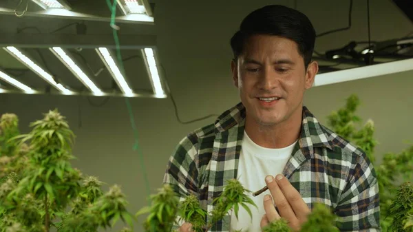 Marijuana Farmer Smoking Rolled Marijuana Weed Joint Curative Marijuana Farm — Stockfoto