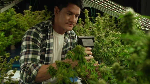 Cannabis Farmer Use Microscope Analyze Cbd Curative Cannabis Farm Harvesting — стокове фото