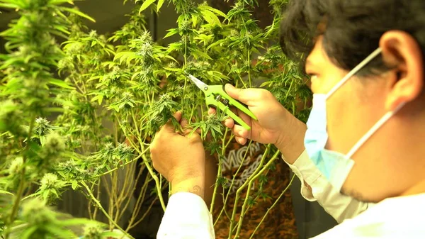 Cannabis Farmer Cutting Cannabis Plant Curative Indoor Cannabis Farm Production — Stock Fotó