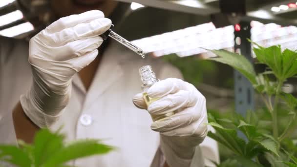 Scientist Test Cbd Hemp Oil Product Curative Indoor Hemp Farm — Stockvideo