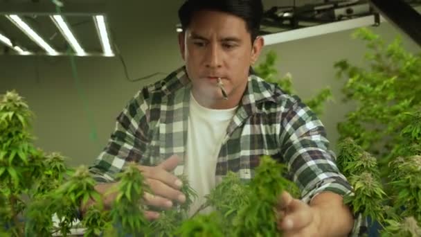 Marijuana Farmer Smoking Rolled Marijuana Weed Joint Curative Marijuana Farm — Video Stock