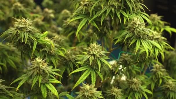 Cannabis Plant Curative Cannabis Weed Farm Medical Cannabis Product Indoor — Vídeo de stock
