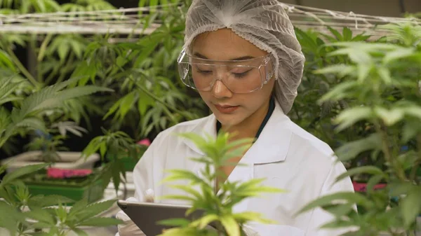 Scientist Test Cannabis Product Curative Indoor Cannabis Farm Scientific Equipment — Stock Photo, Image