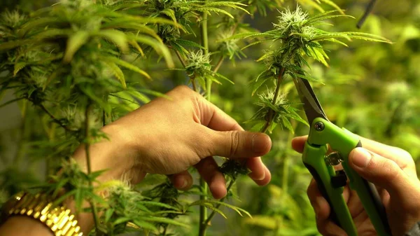 Cannabiszüchter Schneiden Cannabispflanze Heilender Indoor Cannabisfarm Für Die Produktion Und — Stockfoto