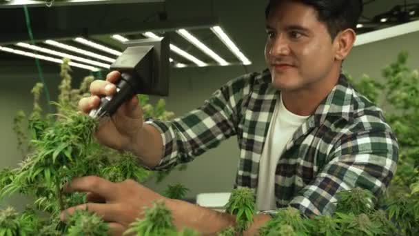 Cannabis Farmer Use Microscope Analyze Cbd Curative Cannabis Farm Harvesting — Stock Video