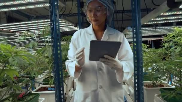 Scientist Test Cannabis Product Curative Indoor Cannabis Farm Scientific Equipment — Vídeos de Stock