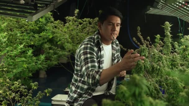 Marijuana Farmer Smoking Rolled Marijuana Weed Joint Curative Marijuana Farm — Stok video