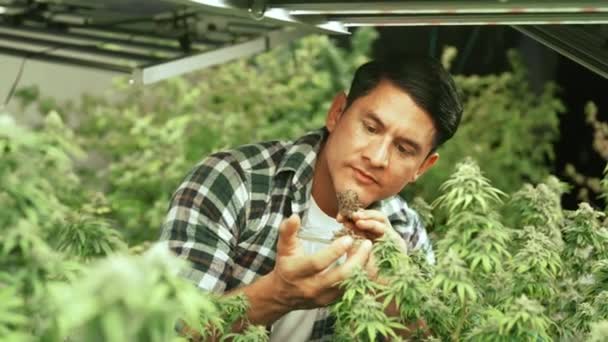 Marijuana Farmer Tests Marijuana Buds Curative Marijuana Farm Harvesting Produce — Video Stock