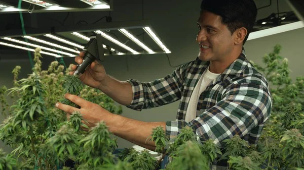 Cannabis Farmer Use Microscope Analyze Cbd Curative Cannabis Farm Harvesting — Stok fotoğraf