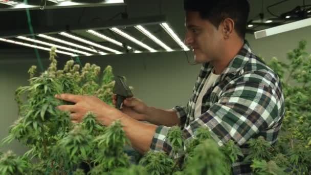Cannabis Farmer Use Microscope Analyze Cbd Curative Cannabis Farm Harvesting — Video Stock