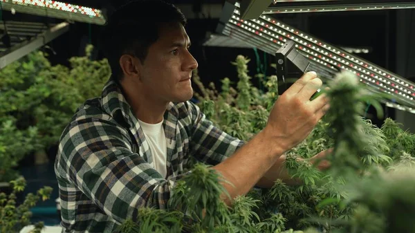 Cannabis Farmer Use Microscope Analyze Cbd Curative Cannabis Farm Harvesting — стокове фото