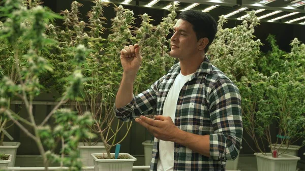 Marijuana Farmer Tests Marijuana Buds Curative Marijuana Farm Harvesting Produce — Stok fotoğraf