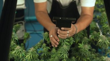 Cannabis farmer use microscope to analyze CBD in curative cannabis farm before harvesting to produce cannabis products