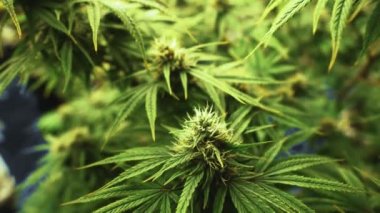 Tıbbi kenevir ürünleri için kenevir tarlasında esrar bitkisi. Kapalı tarım çiftliği, sağlık ve ilaç kullanımları için yüksek kaliteli tıbbi esrar üretimi sunmaktadır. .