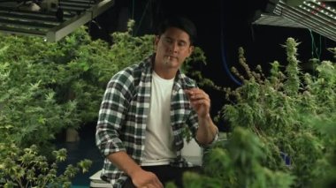 Marihuana tarlasında esrar tüttüren bir çiftçi kendi marihuana kalitesini test etmek ya da dinlenmek için marihuana tarlasında esrar sarmıştı.