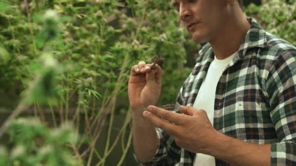 Marijuana Farmer Tests Marijuana Buds Curative Marijuana Farm Harvesting Produce — Stok video