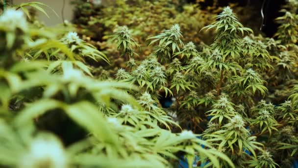 Cannabis Plant Curative Cannabis Weed Farm Medical Cannabis Product Indoor — Stockvideo