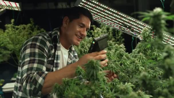 Cannabis Farmer Use Microscope Analyze Cbd Curative Cannabis Farm Harvesting — ストック動画