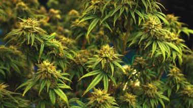 Cannabis plant in curative cannabis weed farm for medical cannabis product . The indoor agriculture farm provide high quality medicinal cannabis production for health care and medicine uses .