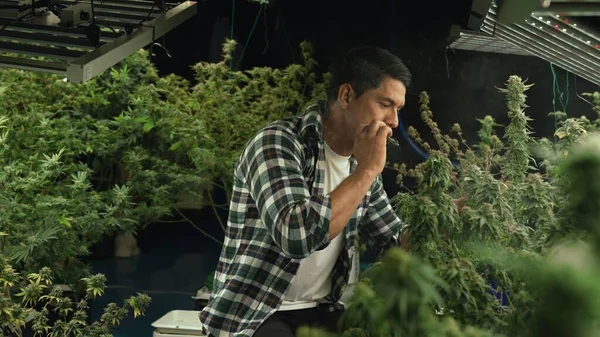 Marijuana Landbouwer Rookt Gerold Marihuana Weed Joint Curatieve Marihuana Boerderij — Stockfoto