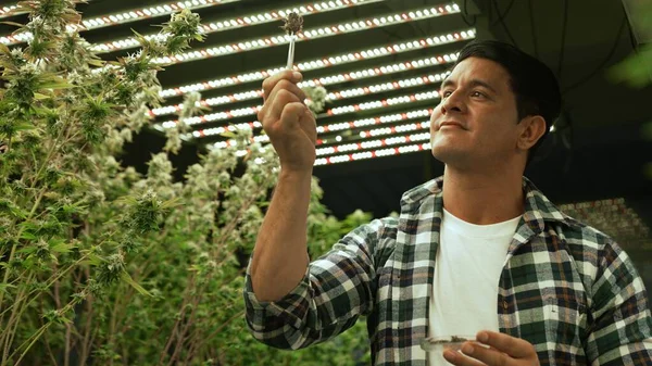 Marijuana Farmer Tests Marijuana Buds Curative Marijuana Farm Harvesting Produce — Stock fotografie