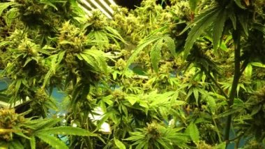Cannabis plant in curative cannabis weed farm for medical cannabis product . The indoor agriculture farm provide high quality medicinal cannabis production for health care and medicine uses .