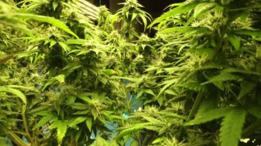 Cannabis plant in curative cannabis weed farm for medical cannabis product . The indoor agriculture farm provide high quality medicinal cannabis production for health care and medicine uses .