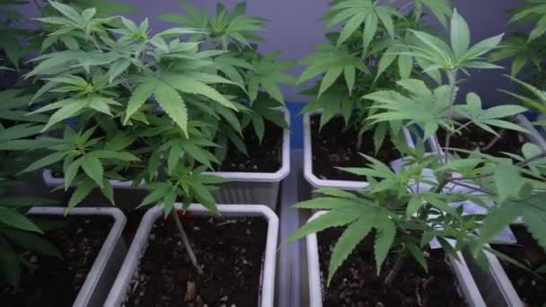 Cannabisplant Curatieve Cannabiskwekerij Voor Medicinaal Cannabisproduct Het Landbouwbedrijf Binnenshuis Levert — Stockvideo