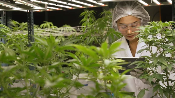 Scientist test cannabis product in curative indoor cannabis farm with scientific equipment before harvesting to produce cannabis products