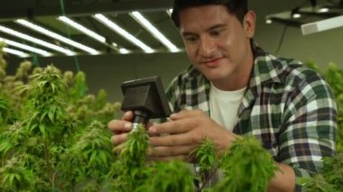 Esrar çiftçisi esrar ürünleri üretmek için hasat etmeden önce CBD 'yi tedavi edici esrar çiftliğinde analiz etmek için mikroskop kullanır