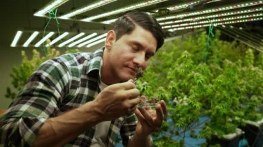 Marijuana farmer tests marijuana buds in curative marijuana farm before harvesting to produce marijuana products