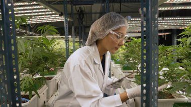 Bilimadamı esrar ürünlerini üretmek için hasat etmeden önce kapalı alan esrar çiftliğinde bilimsel ekipmanlarla test etmektedir