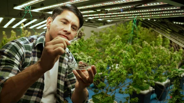 Marijuana Farmer Tests Marijuana Buds Curative Marijuana Farm Harvesting Produce — Stok fotoğraf