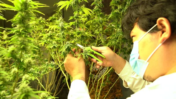 Cannabis Farmer Cutting Cannabis Plant Curative Indoor Cannabis Farm Production — Foto de Stock