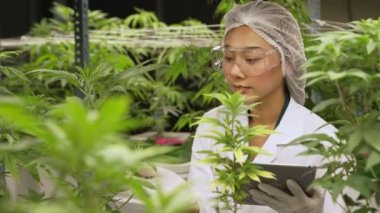 Bilimadamı esrar ürünlerini üretmek için hasat etmeden önce kapalı alan esrar çiftliğinde bilimsel ekipmanlarla test etmektedir